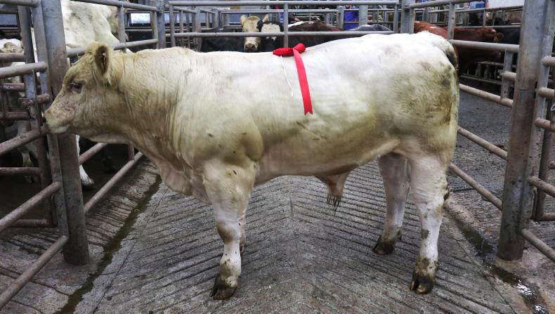 Camera at the mart: good-quality weanlings a firm trade at Skibbereen Camera at the mart: good-quality weanlings a firm trade at Skibbereen