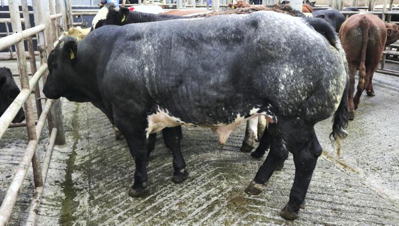 Camera at the mart: good-quality weanlings a firm trade at Skibbereen Camera at the mart: good-quality weanlings a firm trade at Skibbereen