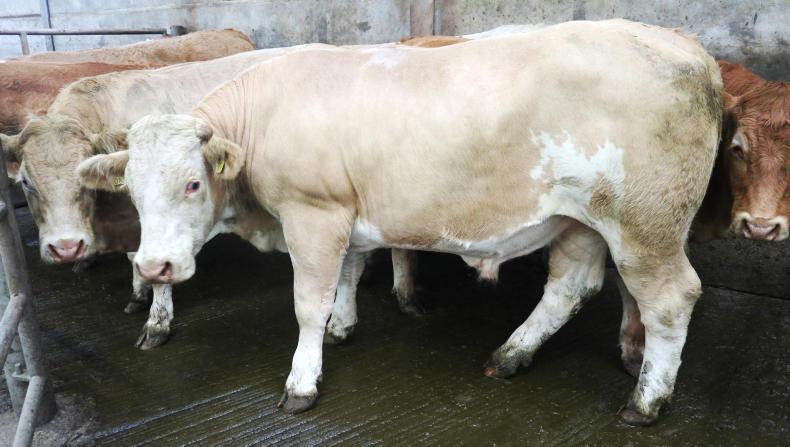 Camera at the mart: good-quality weanlings a firm trade at Skibbereen Camera at the mart: good-quality weanlings a firm trade at Skibbereen