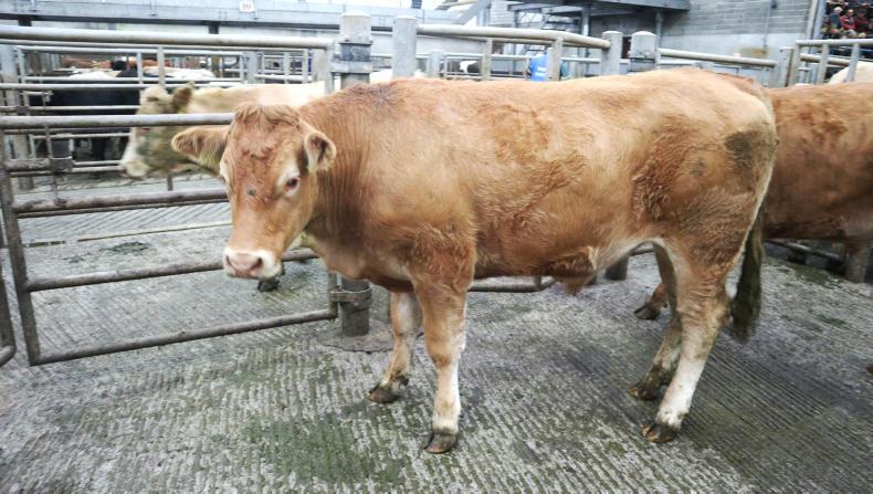 Camera at the mart: good-quality weanlings a firm trade at Skibbereen Camera at the mart: good-quality weanlings a firm trade at Skibbereen