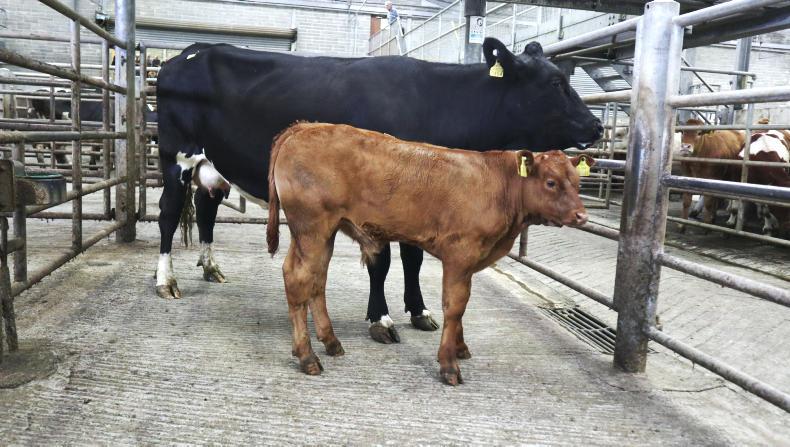 Camera at the mart: good-quality weanlings a firm trade at Skibbereen Camera at the mart: good-quality weanlings a firm trade at Skibbereen