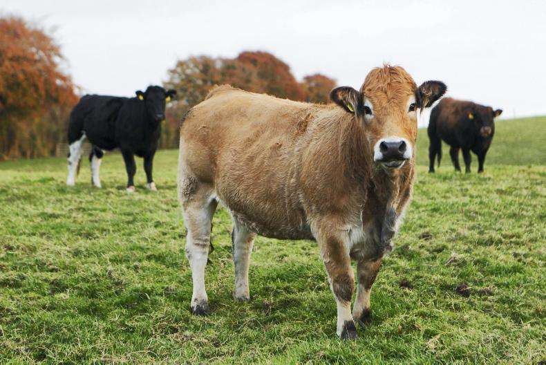 Aubracs focus on the dairy herd Aubracs focus on the dairy herd