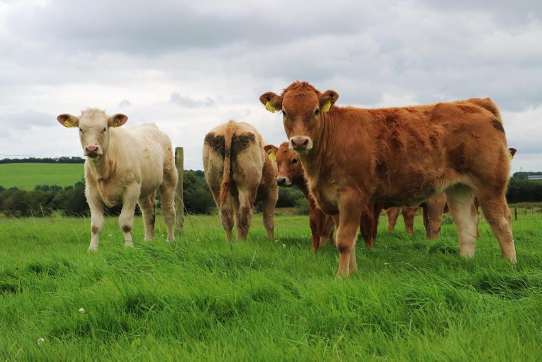 Wintering your weanlings Wintering your weanlings