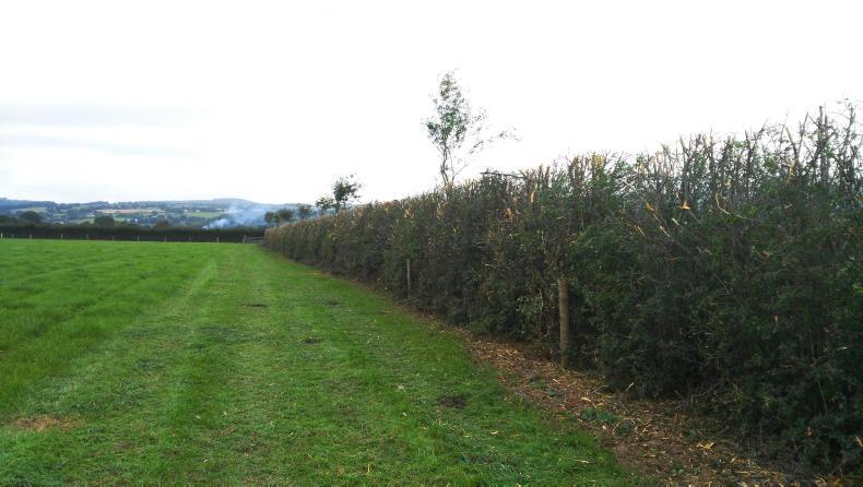 Environment: hedge-cutting season to commence Environment: hedge-cutting season to commence
