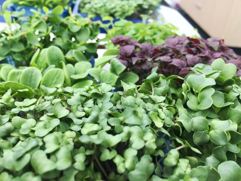 Diary of a Scottish Nuffield Scholar – farming in the Netherlands Diary of a Scottish Nuffield Scholar – farming in the Netherlands