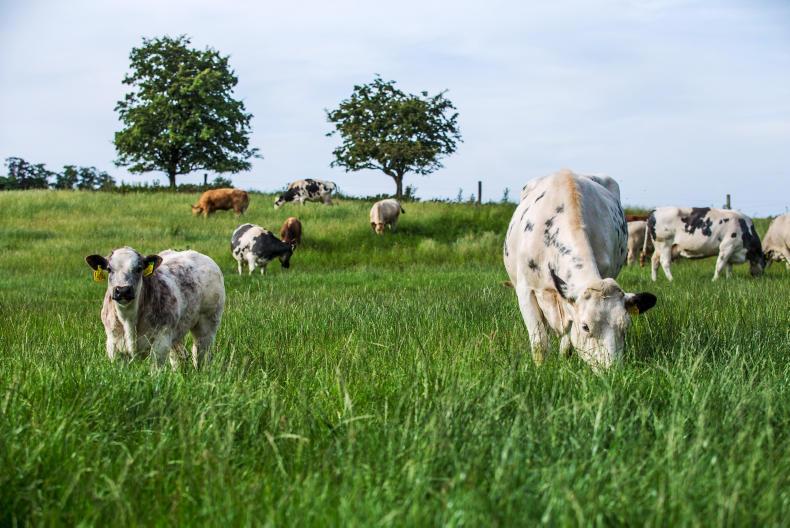 Beef management feeding cattle, building grass and firstcalved