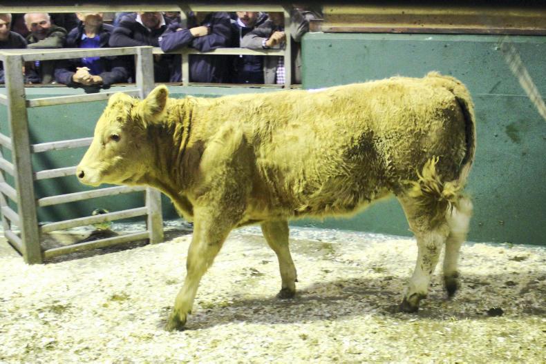 Camera at the mart: super trade for store cattle in Omagh Camera at the mart: super trade for store cattle in Omagh