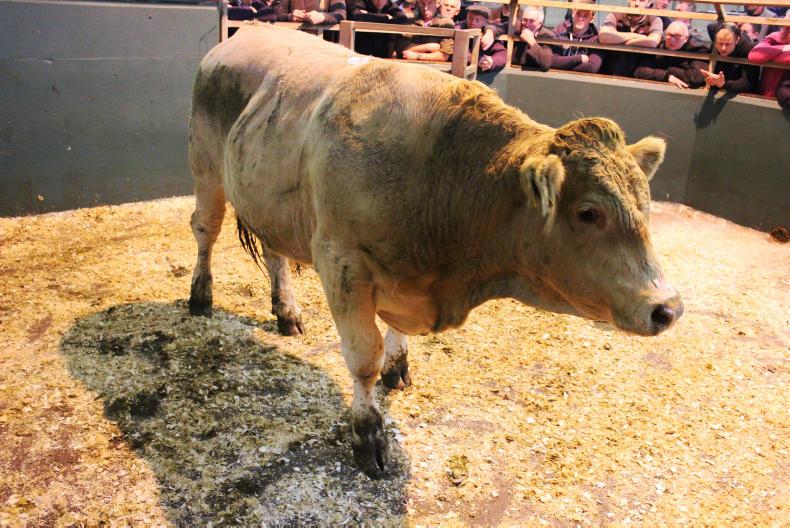 Camera at the mart: super trade for store cattle in Omagh Camera at the mart: super trade for store cattle in Omagh