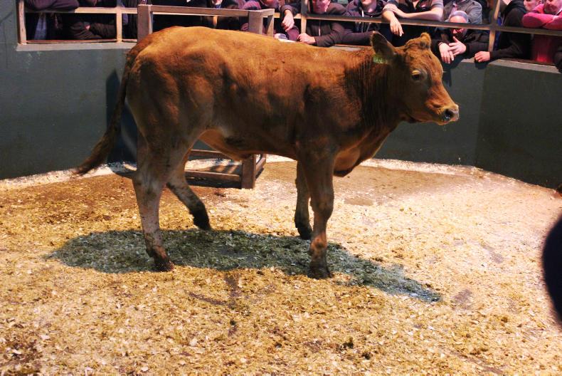 Camera at the mart: super trade for store cattle in Omagh Camera at the mart: super trade for store cattle in Omagh