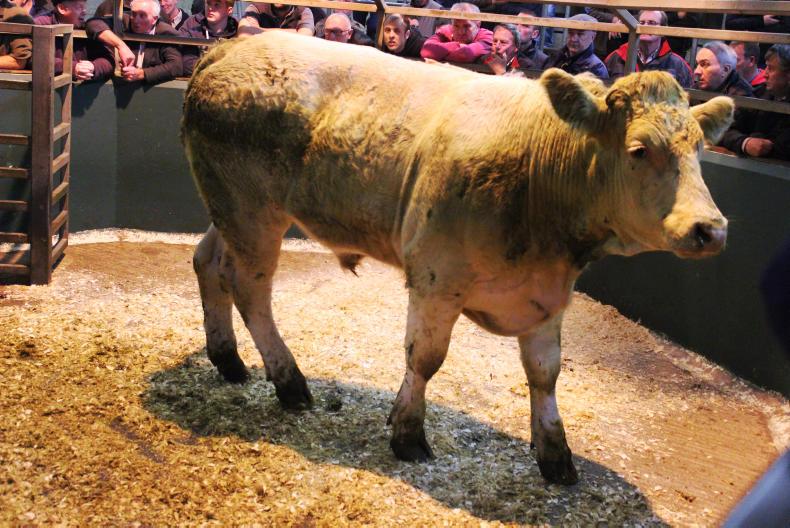 Camera at the mart: super trade for store cattle in Omagh Camera at the mart: super trade for store cattle in Omagh