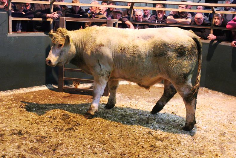 Camera at the mart: super trade for store cattle in Omagh Camera at the mart: super trade for store cattle in Omagh