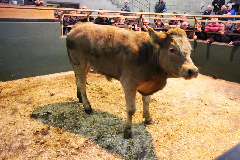 Camera at the mart: super trade for store cattle in Omagh Camera at the mart: super trade for store cattle in Omagh