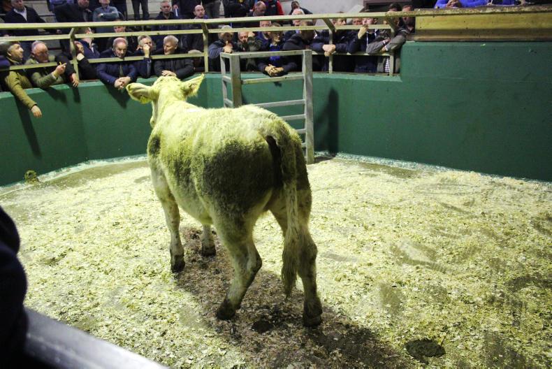 Camera at the mart: super trade for store cattle in Omagh Camera at the mart: super trade for store cattle in Omagh
