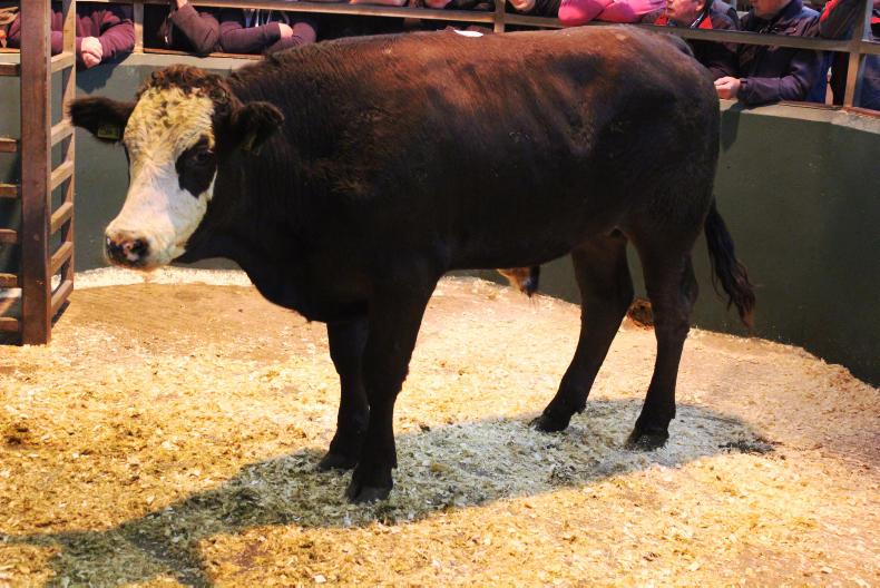 Camera at the mart: super trade for store cattle in Omagh Camera at the mart: super trade for store cattle in Omagh