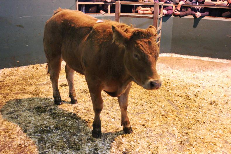 Camera at the mart: super trade for store cattle in Omagh Camera at the mart: super trade for store cattle in Omagh