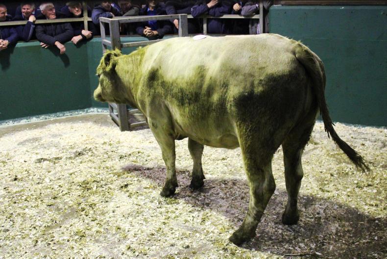 Camera at the mart: super trade for store cattle in Omagh Camera at the mart: super trade for store cattle in Omagh