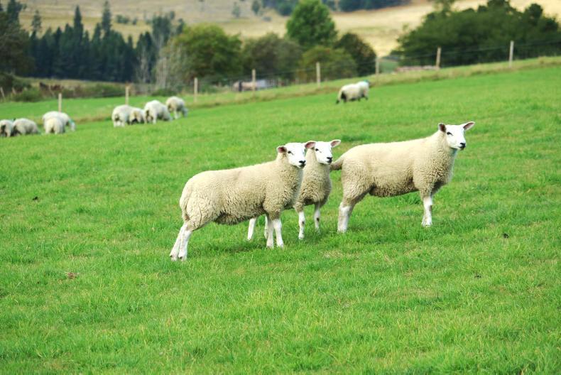 Cutting store numbers for the winter at Glenconglass Cutting store numbers for the winter at Glenconglass