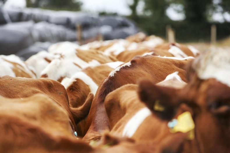 Cheesemaker seeks return of 35 cows Cheesemaker seeks return of 35 cows