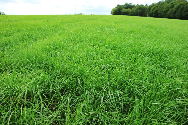 Grass+: growth consistent for last three weeks