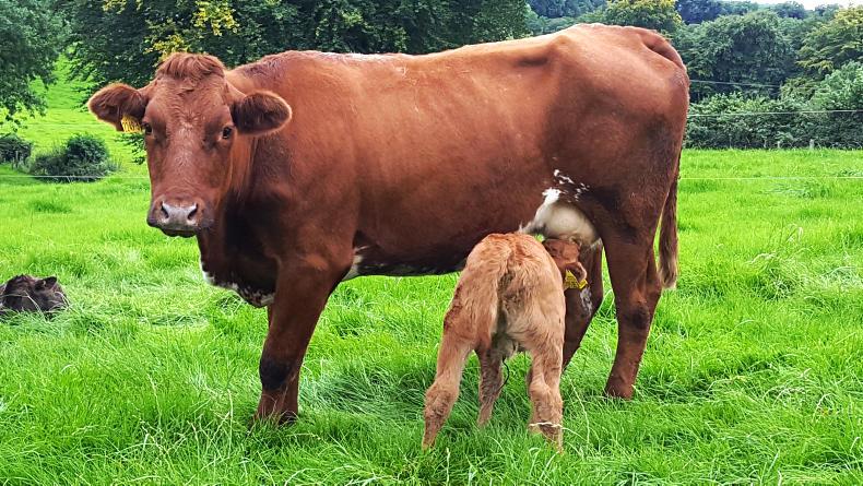 Beef management: autumn calving checklist to consider Beef management: autumn calving checklist to consider