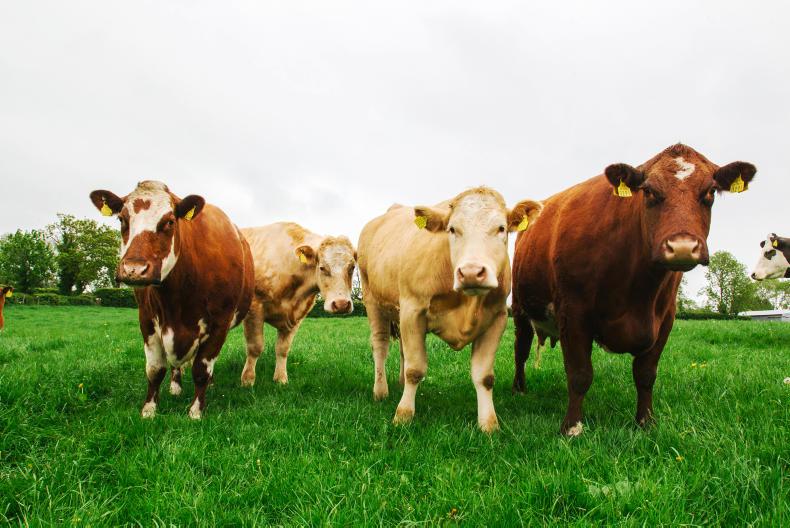 Department group backs new suckler cow money Department group backs new suckler cow money