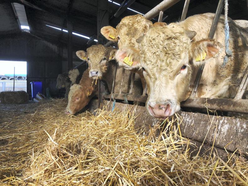 BETTER Farm: mighty grass in Mayo BETTER Farm: mighty grass in Mayo