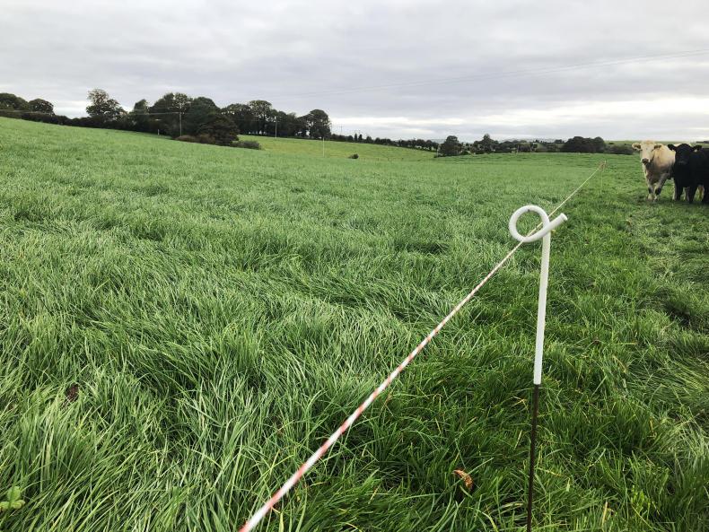 BETTER Farm: mighty grass in Mayo BETTER Farm: mighty grass in Mayo