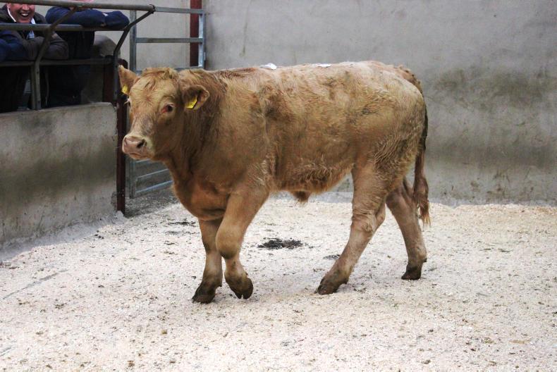 Super start to calf sales at Kilrea Mart