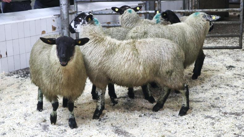 Sheepwatch: steady trade for lambs Sheepwatch: steady trade for lambs