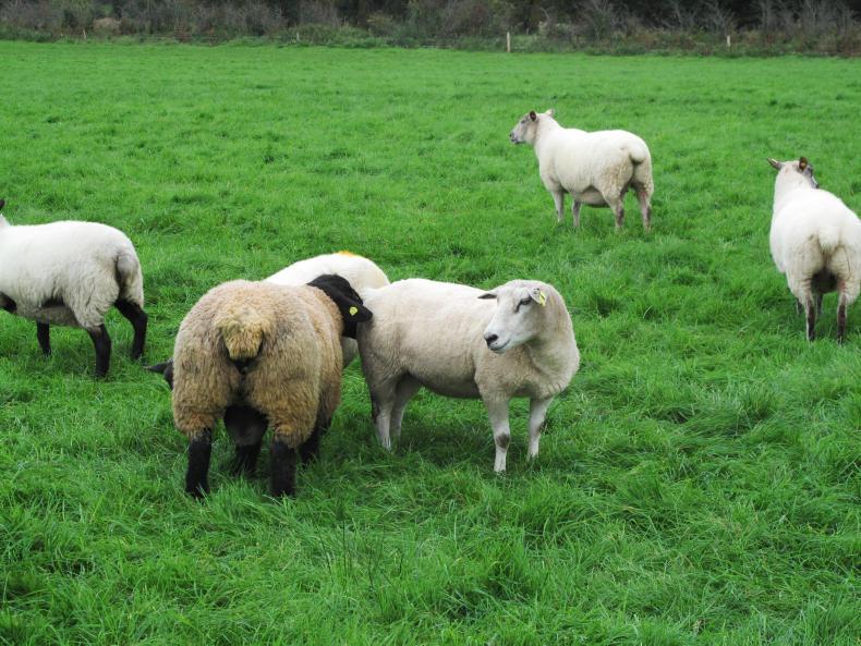 Sheep welfare scheme and mineral supplementation postmating Premium