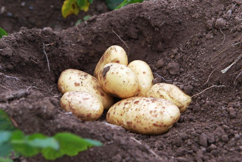 Watch conducting a yield assessment in a potato crop 15 October 2018