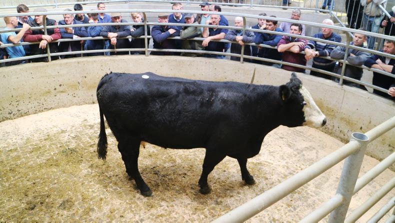 Camera at the mart: lively trade for suckler cows in Carnew Camera at the mart: lively trade for suckler cows in Carnew
