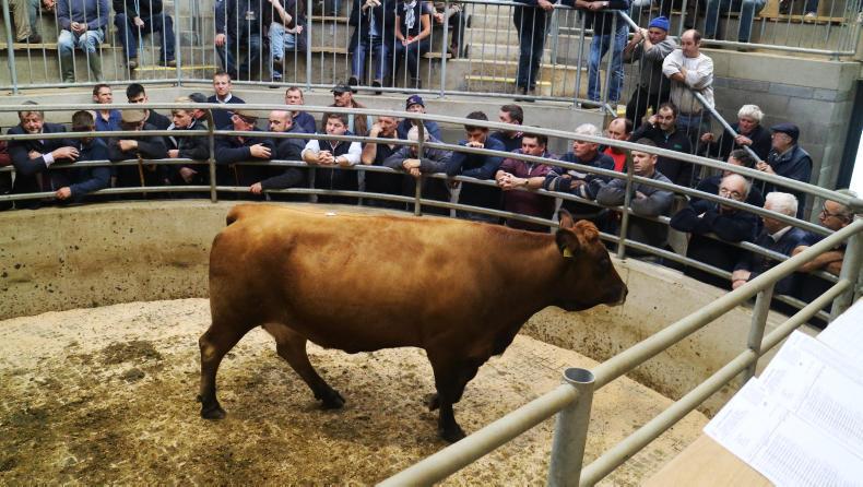 Camera at the mart: lively trade for suckler cows in Carnew Camera at the mart: lively trade for suckler cows in Carnew