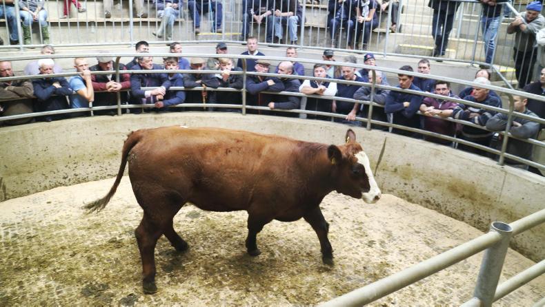 Camera at the mart: lively trade for suckler cows in Carnew Camera at the mart: lively trade for suckler cows in Carnew