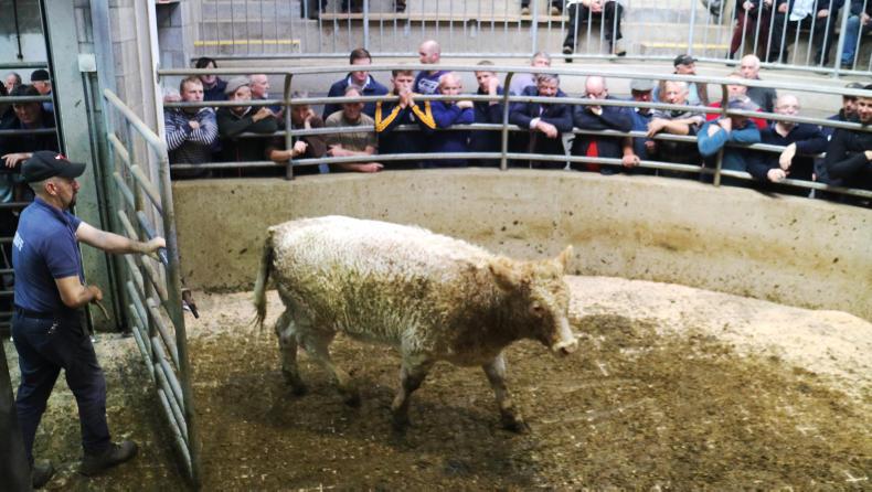 Camera at the mart: lively trade for suckler cows in Carnew Camera at the mart: lively trade for suckler cows in Carnew