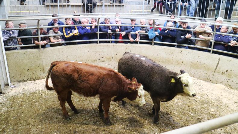 Camera at the mart: lively trade for suckler cows in Carnew Camera at the mart: lively trade for suckler cows in Carnew
