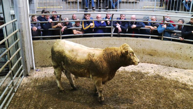 Camera at the mart: lively trade for suckler cows in Carnew Camera at the mart: lively trade for suckler cows in Carnew