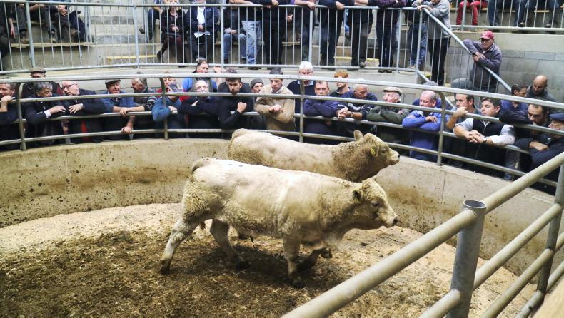 Camera at the mart: lively trade for suckler cows in Carnew Camera at the mart: lively trade for suckler cows in Carnew