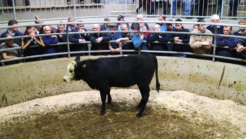 Camera at the mart: lively trade for suckler cows in Carnew Camera at the mart: lively trade for suckler cows in Carnew