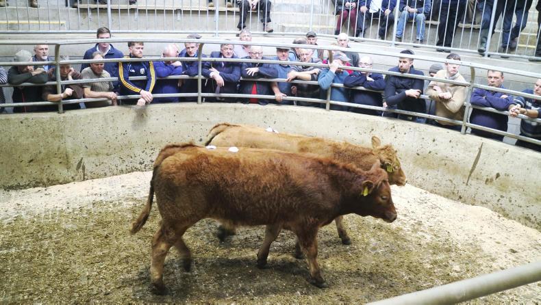 Camera at the mart: lively trade for suckler cows in Carnew Camera at the mart: lively trade for suckler cows in Carnew