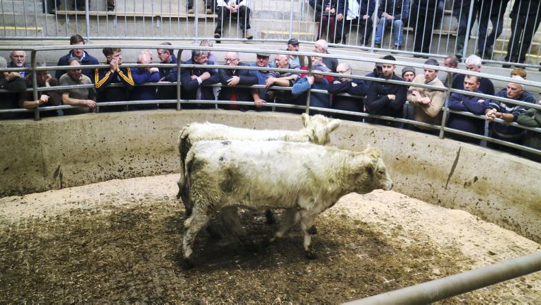 Camera at the mart: lively trade for suckler cows in Carnew Camera at the mart: lively trade for suckler cows in Carnew