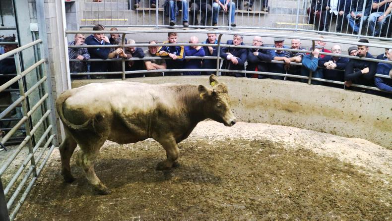 Camera at the mart: lively trade for suckler cows in Carnew Camera at the mart: lively trade for suckler cows in Carnew