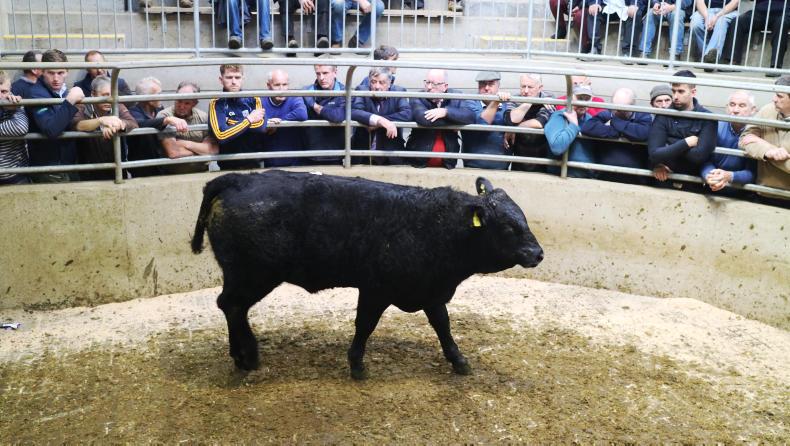 Camera at the mart: lively trade for suckler cows in Carnew Camera at the mart: lively trade for suckler cows in Carnew