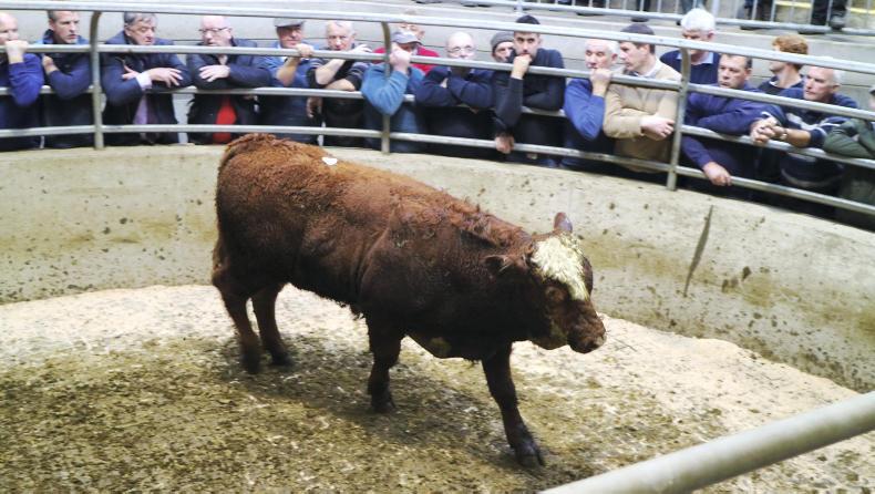 Camera at the mart: lively trade for suckler cows in Carnew Camera at the mart: lively trade for suckler cows in Carnew