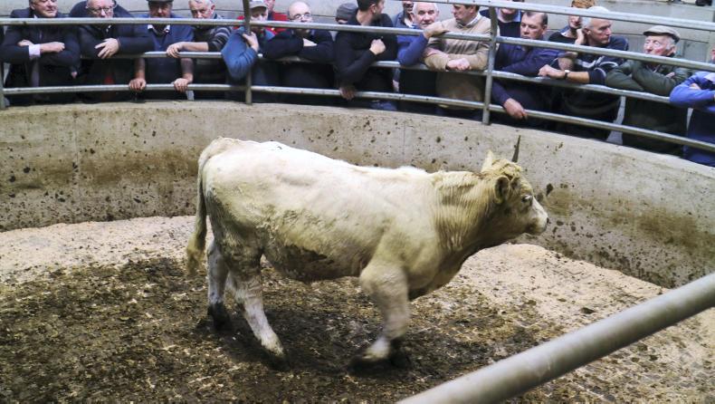 Camera at the mart: lively trade for suckler cows in Carnew Camera at the mart: lively trade for suckler cows in Carnew