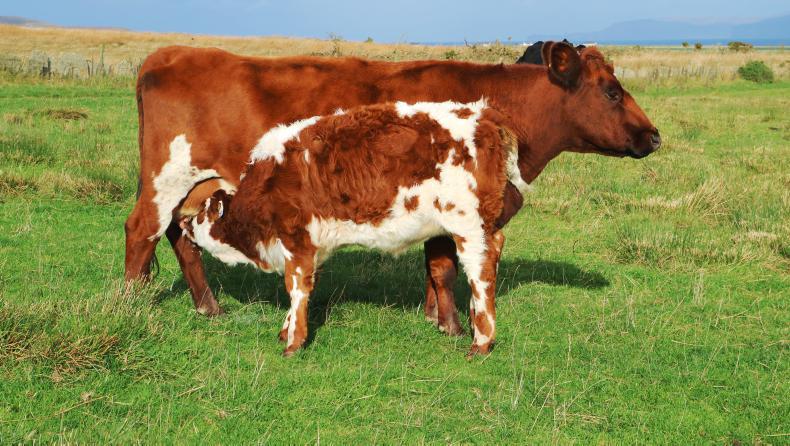Farm Profit Programme: weaning under way at Greenvale Farm Profit Programme: weaning under way at Greenvale