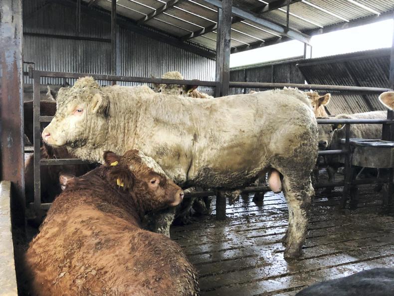 BETTER farm: Westmeath farmer 'no worse off' after dropping rented ground BETTER farm: Westmeath farmer 'no worse off' after dropping rented ground