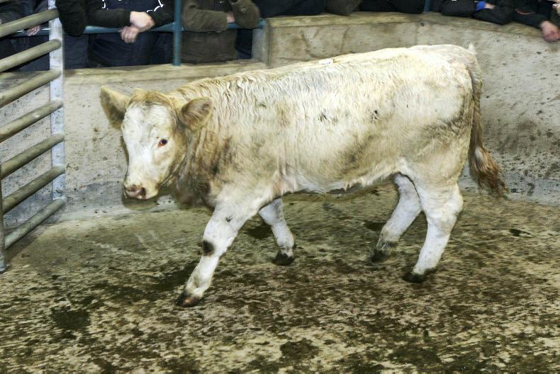 Camera at the mart forward stores in demand at Hilltown Premium