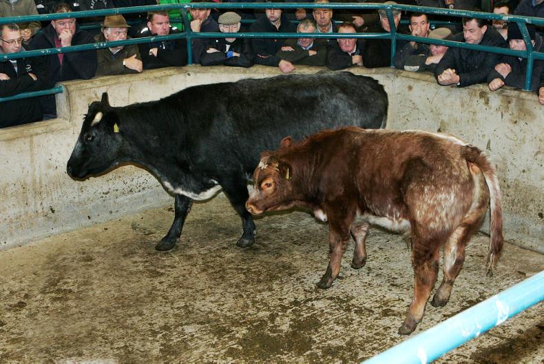 Camera at the mart forward stores in demand at Hilltown Premium