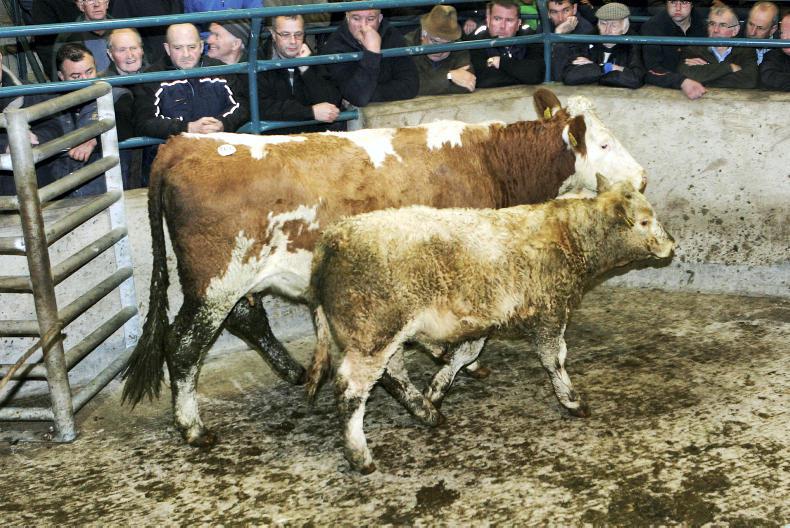 Camera at the mart forward stores in demand at Hilltown Premium